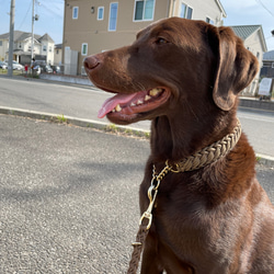 【オーダー製作】パラコード首輪　デザインNo.34中型犬・大型犬首輪 11枚目の画像