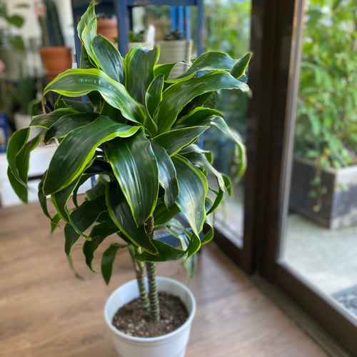 観葉植物】ドラセナ トルネード 2本立ち 6号 陶器鉢入り 送料無料