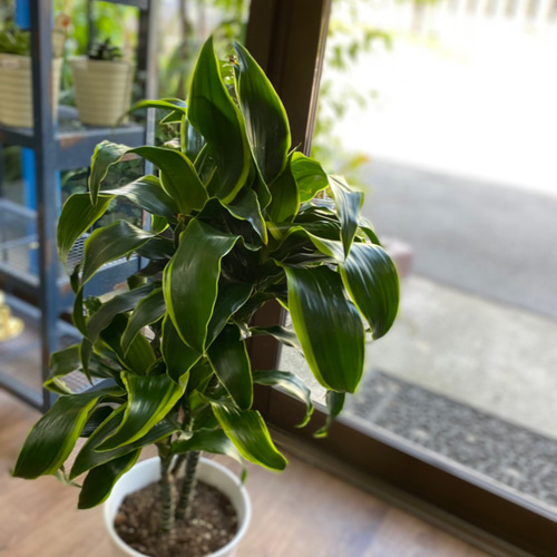 観葉植物】ドラセナ トルネード 2本立ち 6号 陶器鉢入り 送料無料