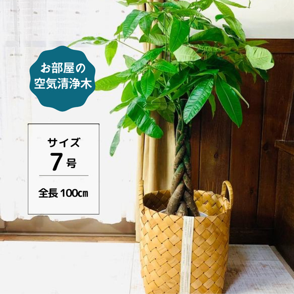 100㎝☆幸福の木 パキラ 竹編み鉢カバー付き 7号 リビングや玄関に