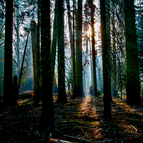 有機イーストインディアンサンダルウッド精油5ml その他素材