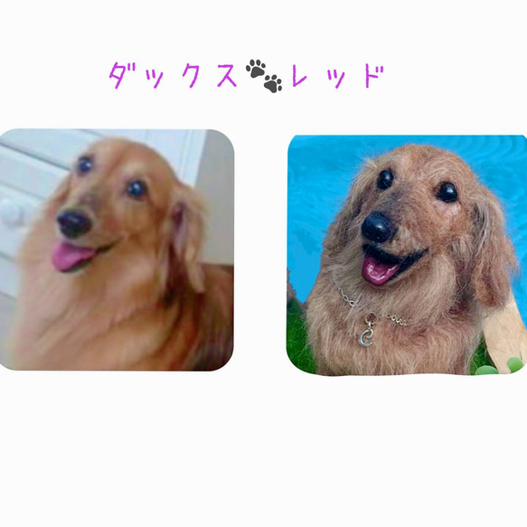 オーダー　犬♡再現　ウチのコそっくり♡ダックス　ずっとそばに♡メモリアル 3枚目の画像