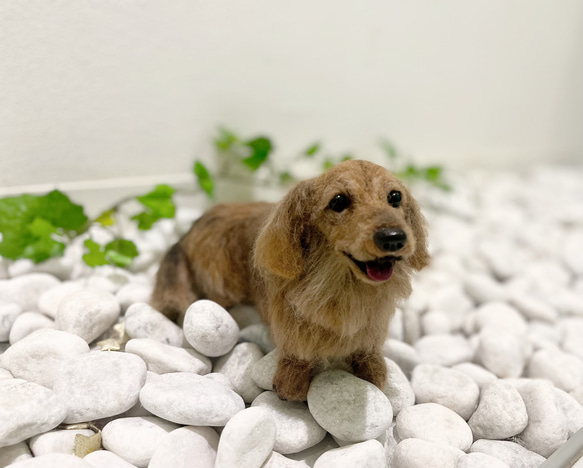 オーダー　犬♡再現　ウチのコそっくり♡ダックス　ずっとそばに♡メモリアル 9枚目の画像