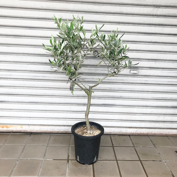 オリーブの木 souju ミッション 7号 11 その他インテリア雑貨 PLANTS 