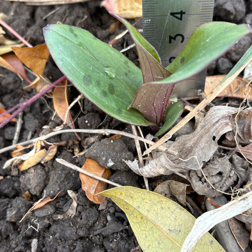 ホトトギス 苗 7株 ＊ 杜鵑草 ほととぎす 山野草 宿根多年草 多肉植物