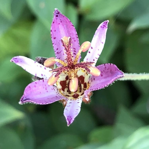ホトトギス 苗 7株 ＊ 杜鵑草 ほととぎす 山野草 宿根多年草 多肉植物