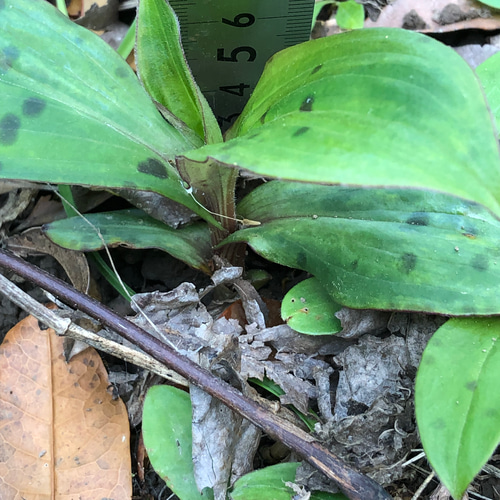ホトトギス 苗 7株 ＊ 杜鵑草 ほととぎす 山野草 宿根多年草 多肉植物