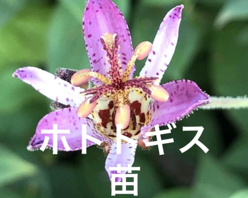 ホトトギス 苗 7株 ＊ 杜鵑草 ほととぎす 山野草 宿根多年草 多肉植物