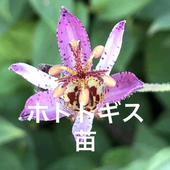 山野草の石田精華園 / 黒花ホトトギス 3号