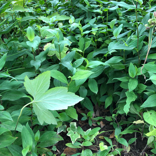 ホトトギス 苗 7株 ＊ 杜鵑草 ほととぎす 山野草 宿根多年草 多肉植物