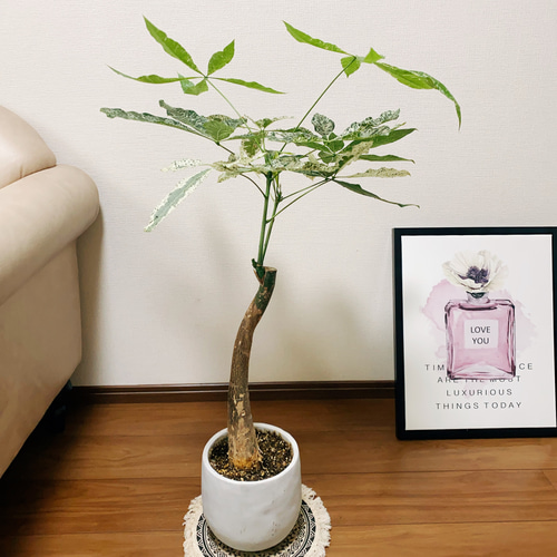 現品］【希少】2番 パキラ 斑入り ミルキーウェイ 観葉植物 陶器鉢
