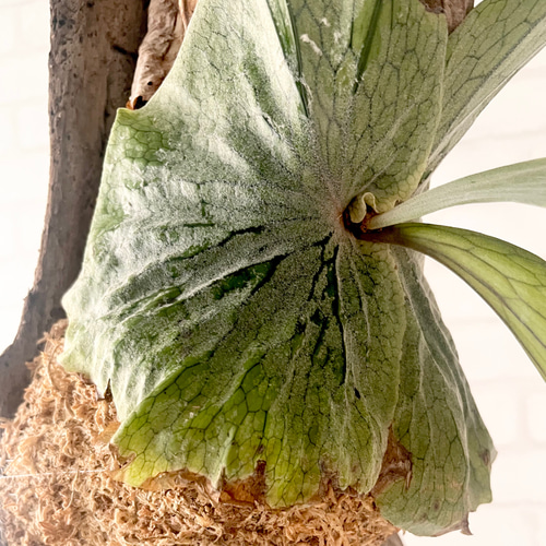 ビカクシダ コウモリラン グランデ 流木付け 観葉植物