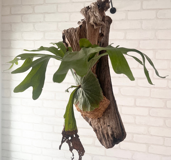 ビカクシダ コウモリラン グランデ 流木付け 観葉植物