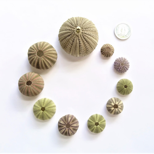 相模湾産☆ウニ殻4種10点 その他素材 海さんぽ人 通販 14420463