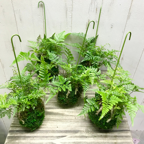トキワシノブ 常盤忍 苔玉 ハンギング | PLANTS SHOP OLIVE