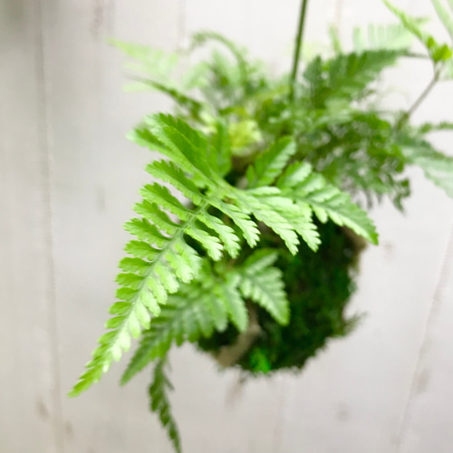 トキワシノブ 常盤忍 苔玉 ハンギング | PLANTS SHOP OLIVE