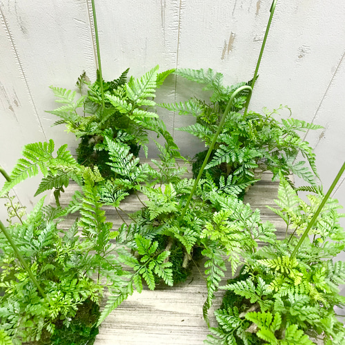 トキワシノブ 常盤忍 苔玉 ハンギング その他インテリア雑貨