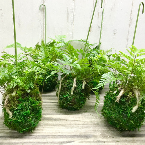 トキワシノブ 常盤忍 苔玉 ハンギング その他インテリア雑貨