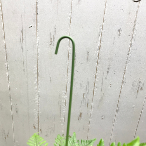 トキワシノブ 常盤忍 苔玉 ハンギング | PLANTS SHOP OLIVE