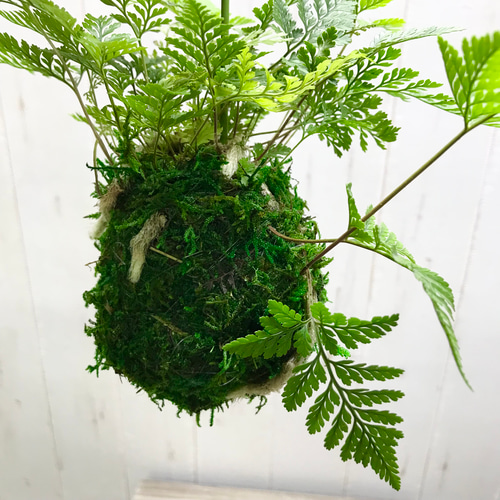 トキワシノブ 常盤忍 苔玉 ハンギング その他インテリア雑貨