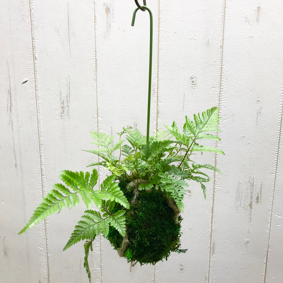 トキワシノブ 常盤忍 苔玉 ハンギング | PLANTS SHOP OLIVE