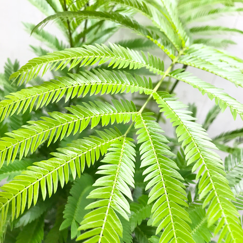 幹太め♡ 株立ち ネムノキ エバー フレッシュ 6号 受皿付 その他