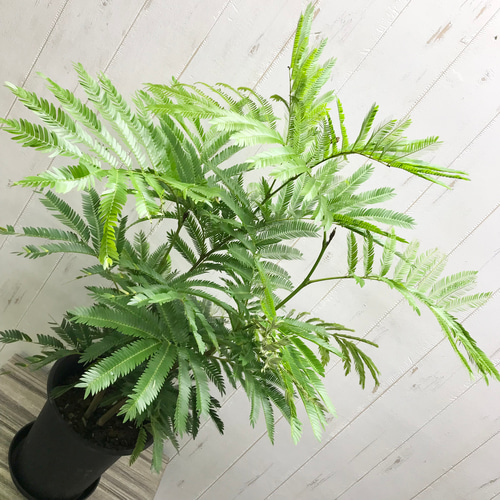 幹太め♡ 株立ち ネムノキ エバー フレッシュ 6号 受皿付 その他