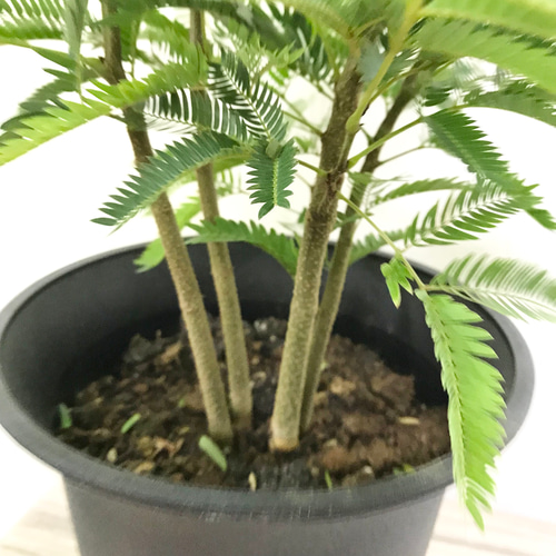 幹太め♡ 株立ち ネムノキ エバー フレッシュ 6号 受皿付 その他