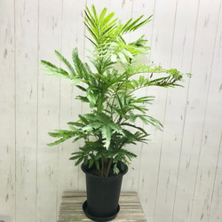 幹太め♡ 株立ち ネムノキ エバー フレッシュ 6号 受皿付 その他