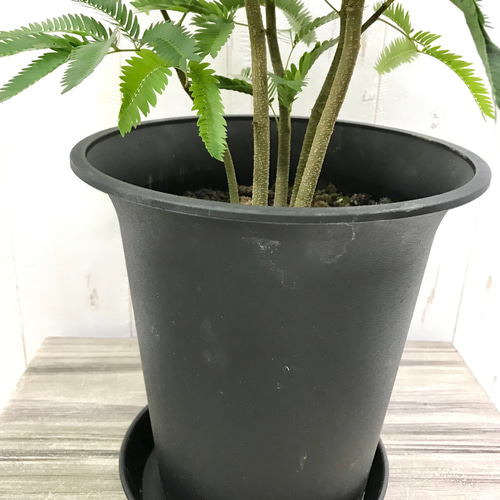 幹太め♡ 株立ち ネムノキ エバー フレッシュ 6号 受皿付 その他