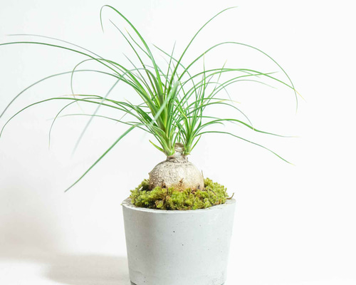 デスクに置ける観葉植物】トックリランとスナゴケの鉢植え／ざらっと