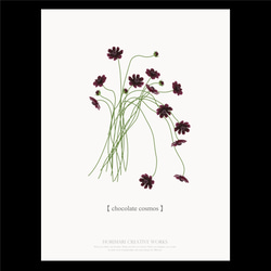 【大人っぽいチョコレートコスモスの花】インテリア アートポスター カラー展開 16枚目の画像
