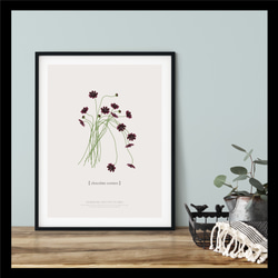 【大人っぽいチョコレートコスモスの花】インテリア アートポスター カラー展開 5枚目の画像