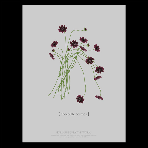 【大人っぽいチョコレートコスモスの花】インテリア アートポスター カラー展開 18枚目の画像