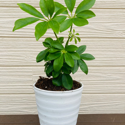 シェフレラ　カポック　　観葉植物 1枚目の画像