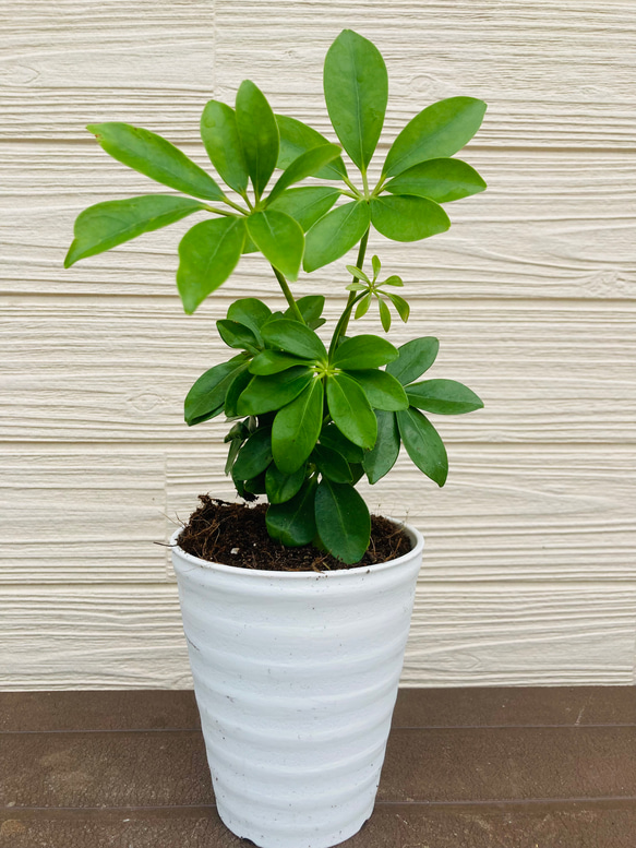 シェフレラ　カポック　　観葉植物 1枚目の画像