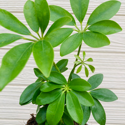 シェフレラ　カポック　　観葉植物 2枚目の画像