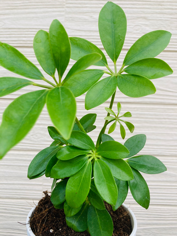 シェフレラ　カポック　　観葉植物 2枚目の画像