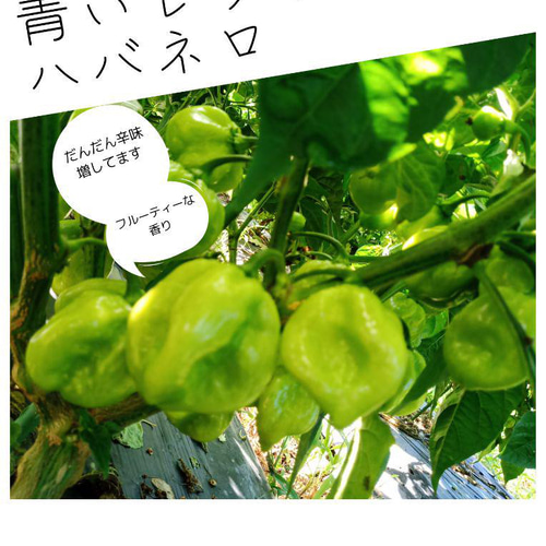 農家直送]完熟前のレッドハバネロ300g以上(栽培期間、農薬・化学  