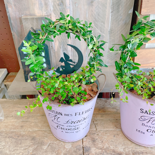 お手軽サイズ♡【アーチ型オリーブの木寄せ植え 】ピンク系