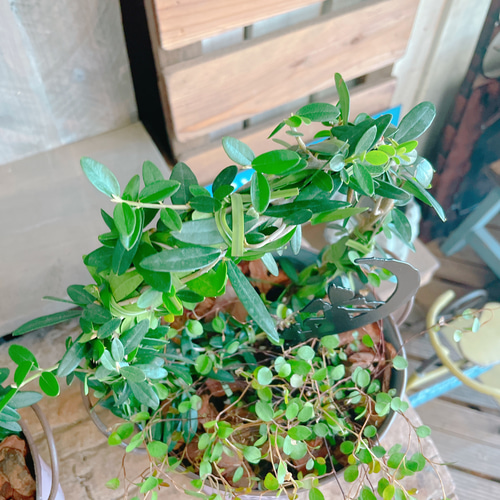 お手軽サイズ♡【アーチ型オリーブの木寄せ植え 】ピンク系