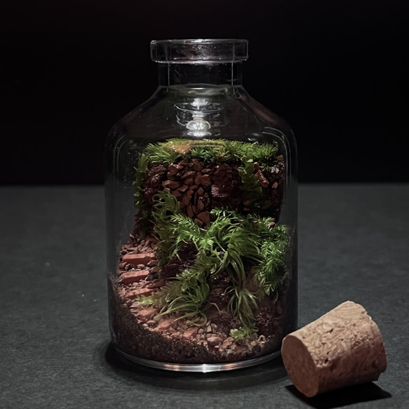 小瓶の苔テラリウム作成キット 1枚目の画像