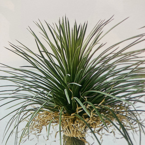 光触媒　人工観葉植物　ウォールグリーン　フェイクグリーン　ユッカロストラータ 楽天市場】ユッカ ロストラータ フェイクグリーン おしゃれ 人気