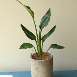 スタイリッシュな観葉植物「ストレチア　レギネ」陶器鉢 5枚目の画像