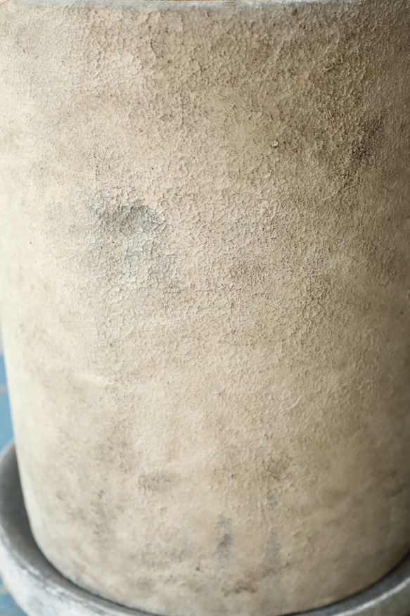 スタイリッシュな観葉植物「ストレチア　レギネ」陶器鉢 9枚目の画像
