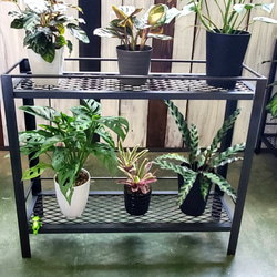 観葉植物 ラック》エキスパンドメタル / 植物棚 フラワースタンド