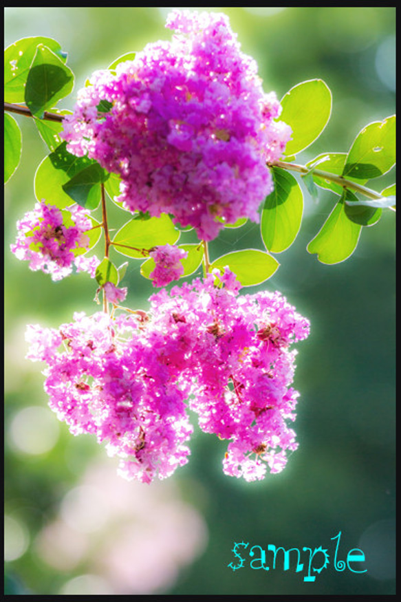 ☆百日紅の花の写真 1枚目の画像