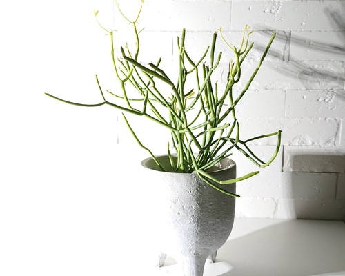 ミルクブッシュ 1 ファイバー鉢 お皿付き ミルクブッシュ 1 ファイバー鉢 お皿付き ミルクブッシュ 1 ファイバー