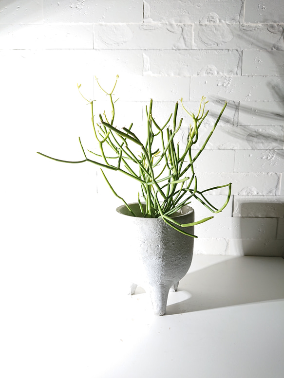 ミドリサンゴ ミルクブッシュ 130cm 楽天市場】【送料無料】ミルクブッシュ 多肉植物の苗木 多肉植物