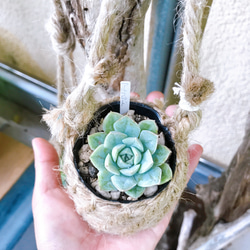 ♡多肉植物に♡お気に入りの植物に♡鉢カバー♡手編み鉢♡ブランコ鉢♡ 2枚目の画像